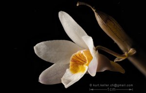 Dendrobium sarmentosum