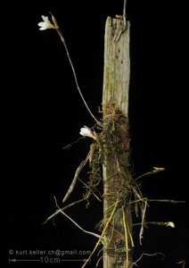 Dendrobium sarmentosum