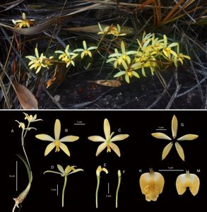 Cattleya attenboroughiana