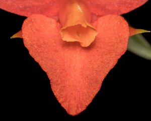 Fernandezia subbiflora